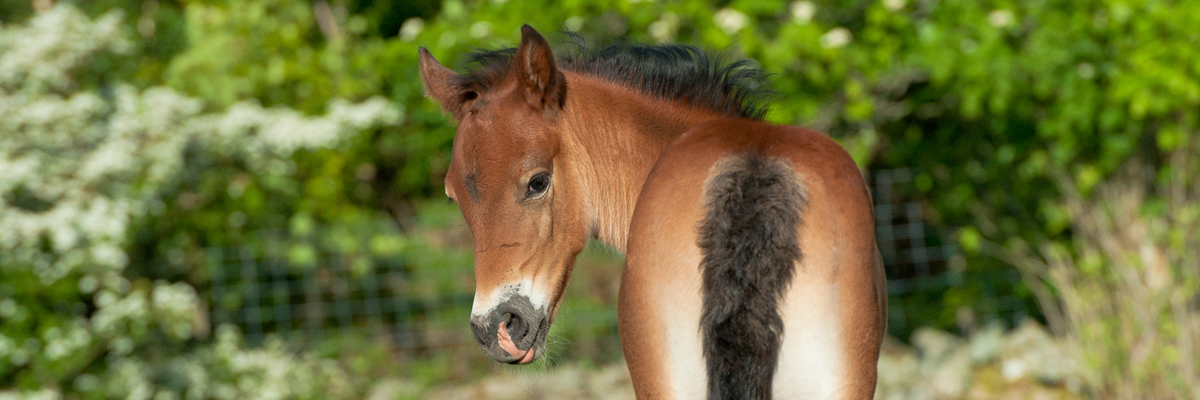 Mon Equestrian Surfaces